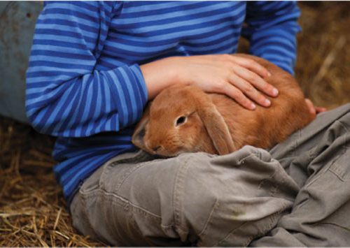 petting_rabbit.jpg